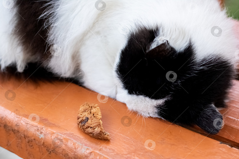 Скачать Черно-белый кот спит на скамейке в парке фотосток Ozero