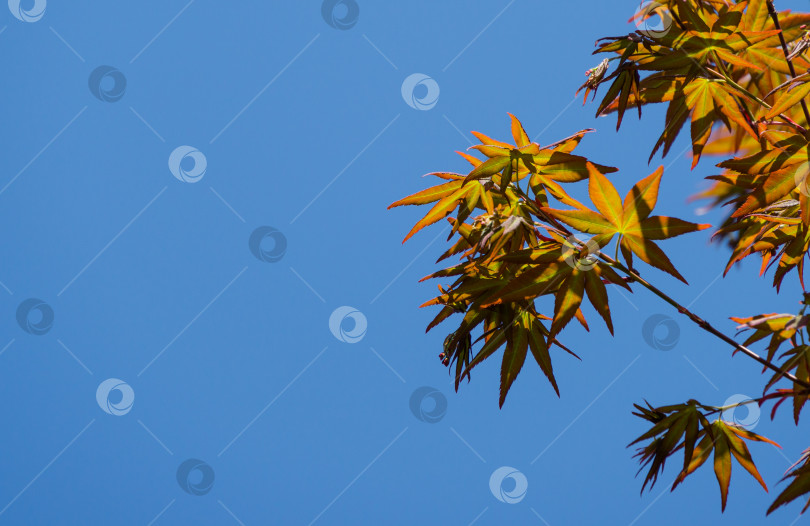 Скачать Молодые оранжевые и красные листья японского клена Acer Palmatum раскрываются ранней весной на фоне голубого неба. Крупный план цветущего клена.  Выборочный фокус. Концепция природы для дизайна с пространством для копирования. фотосток Ozero