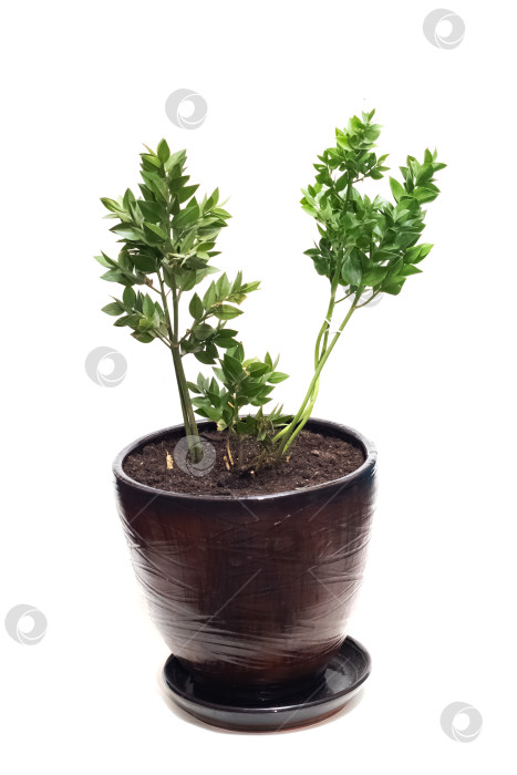 Скачать Домашнее растение в горшке, изолированное на белом фоне фотосток Ozero