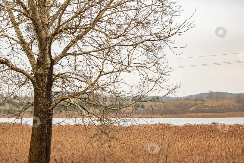 Скачать Желтый тростник, лес и пруд, осенний пейзаж фотосток Ozero