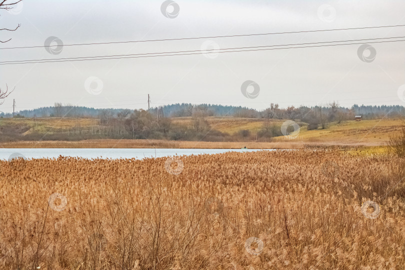 Скачать Желтый тростник, лес и пруд, осенний пейзаж фотосток Ozero