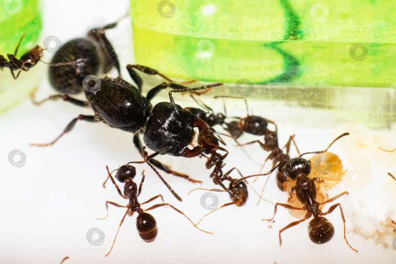 Скачать Королева муравьев Мессор Структуратор в формикарии крупным планом фотосток Ozero