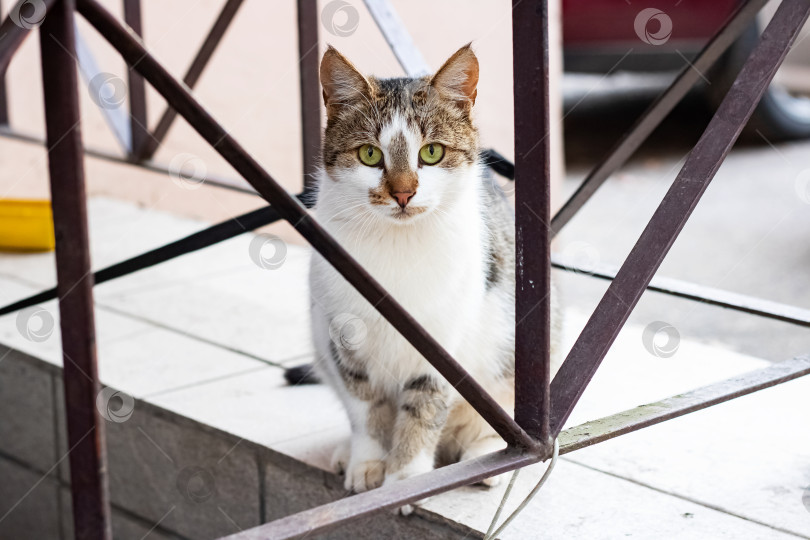 Скачать Белая кошка с серыми ушами и зелеными глазами фотосток Ozero