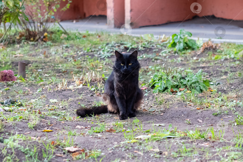 Скачать Бездомный черный кот сидит на траве фотосток Ozero