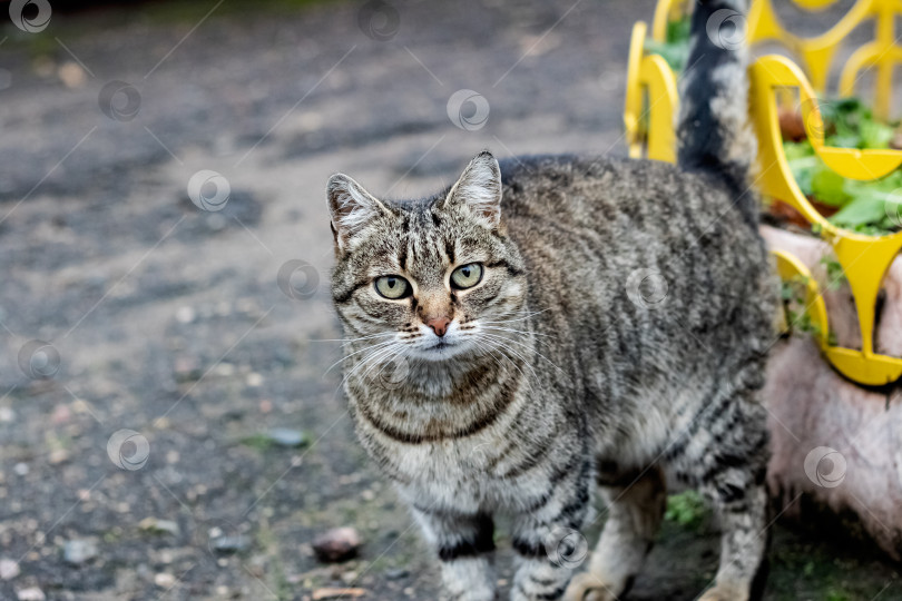Скачать Бездомный серый полосатый кот на улице фотосток Ozero
