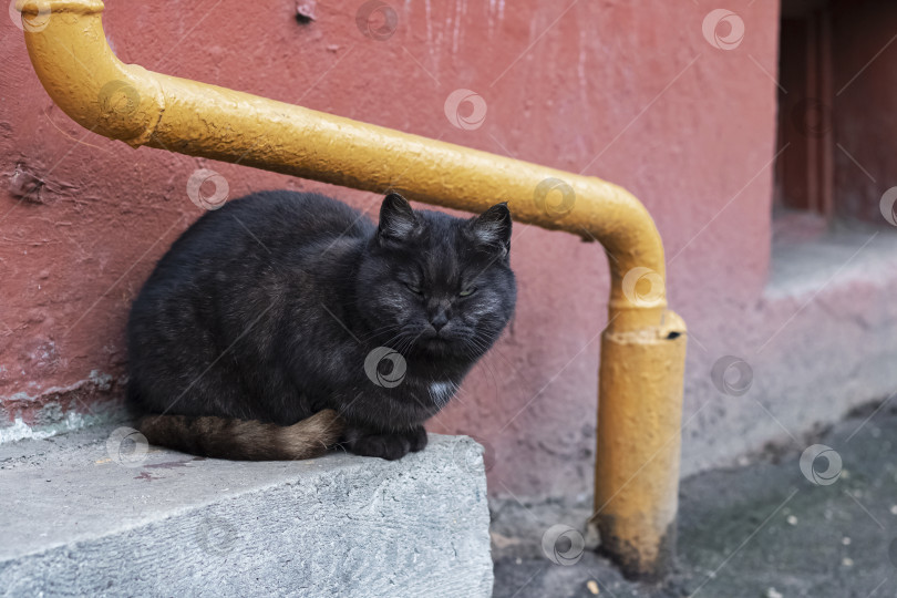 Скачать Черный бродячий кот сидит на пороге фотосток Ozero