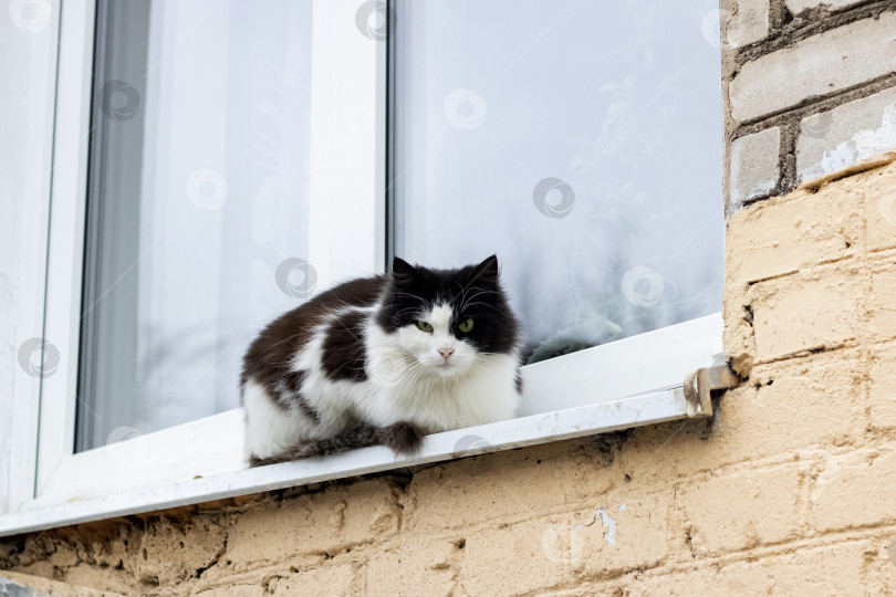 Скачать Черно-белый кот сидит на подоконнике фотосток Ozero
