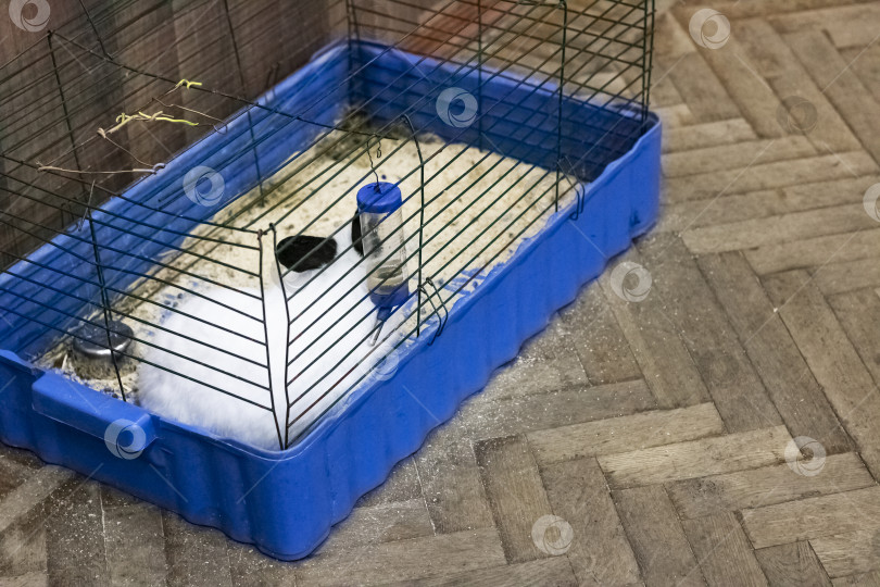 Скачать Клетка с кроликом на деревянном полу фотосток Ozero