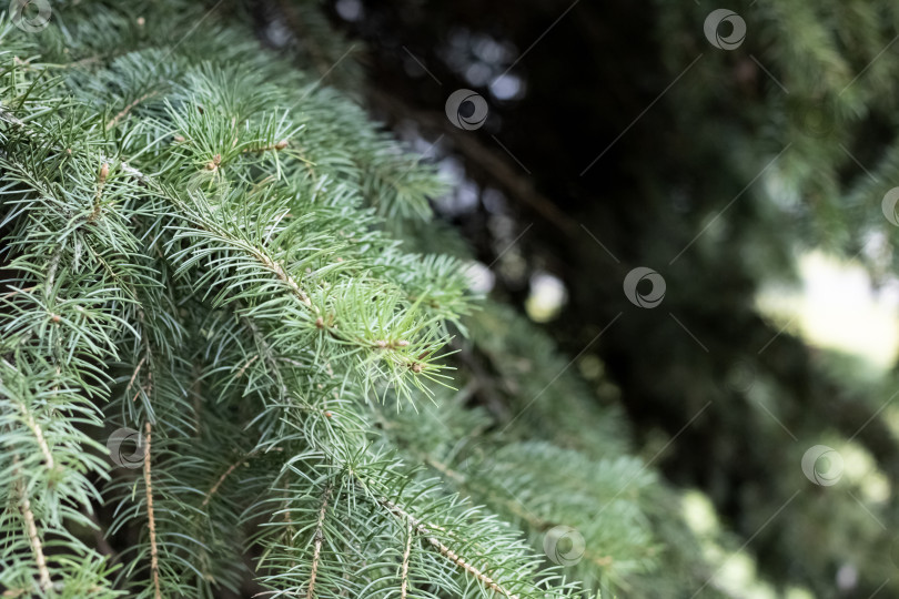 Скачать Зеленые еловые ветки с иголками крупным планом фотосток Ozero