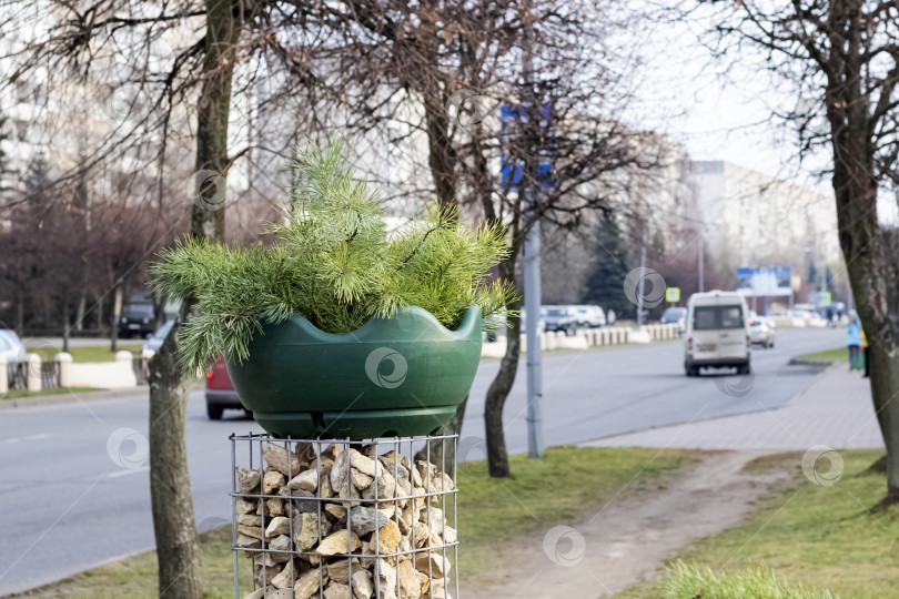 Скачать Горшок с уличным растением на фоне дороги фотосток Ozero