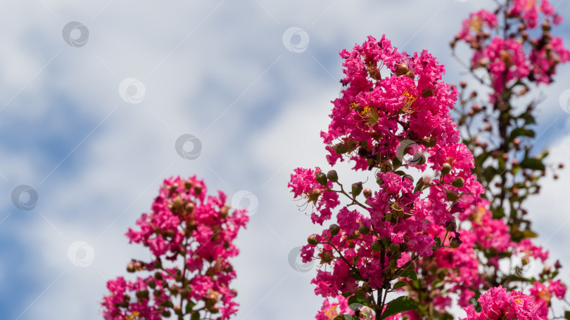 Скачать Ярко-розовые цветы распускаются на креповом миртовом дереве (Lagerstroemia indica) на фоне голубого неба в городском парке Краснодара. Выборочный фокус крупным планом с копированием пространства. Общественный пейзаж парка Галицкого фотосток Ozero