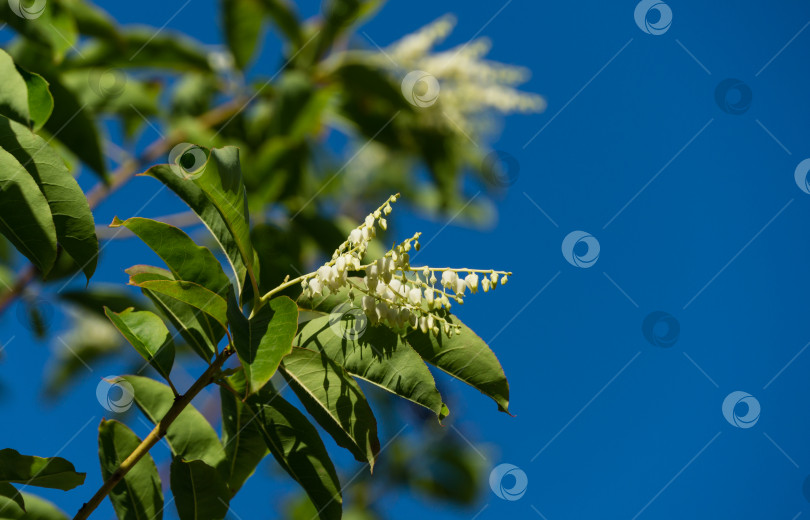 Скачать Крупным планом белые цветы кисличного дерева (Oxydendrum arboreum) на фоне голубого неба в городском парке Краснодара или парке Галицкого летом 2021 года. Место для текста. фотосток Ozero