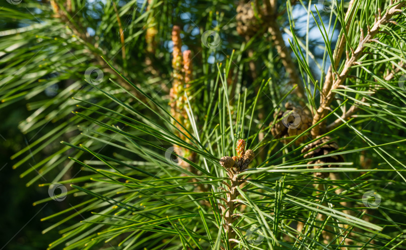 Скачать Молодые длинные побеги сосны Pinus densiflora Umbraculifera на фоне вечнозеленых растений. Солнечный день в весеннем саду. Концепция природы для дизайна. Выборочный фокус фотосток Ozero