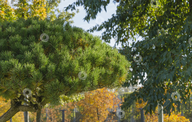 Скачать Крупным планом красивая сосна бонсай (Pinus mugo или горная сосна) с пышной хвоей в общественном ландшафтном городском парке Краснодара или парке Галицкого солнечной осенью 2021 года фотосток Ozero