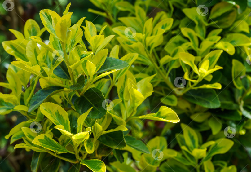 Скачать Euonymus japonicus Aureo-Marginata с пестрыми зелено-желтыми листьями. Элегантный фон для естественного дизайна. Выборочный мягкий фокус, место для текста. фотосток Ozero