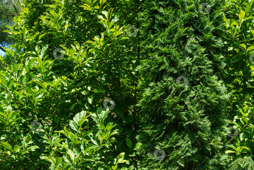 Скачать Ярко-зеленая листва магнолии Сьюзен и туи западной Колумны в качестве зеленого фона. Красивая зеленая текстура листьев. Концепция природы для дизайна фотосток Ozero
