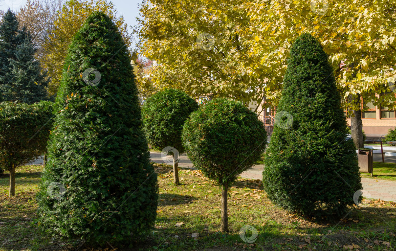 Скачать Топиарное искусство из тиса Taxus baccata и туи на улице осеннего города. Сформированные вечнозеленые растения в курортной зоне Горячий Ключ. Краснодарский край, Россия фотосток Ozero