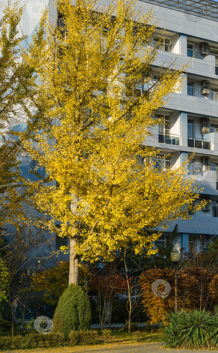 Скачать Дерево гинкго (Ginkgo biloba) или гингко с желтыми и золотыми листьями в парке Горячий Ключ. Элегантная природная концепция дизайна с золотой листвой фотосток Ozero