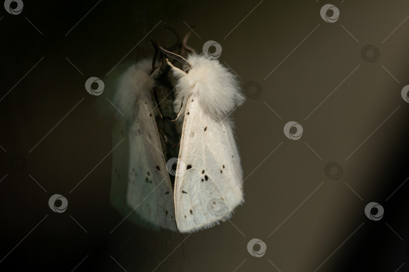 Скачать Spilosoma lubricipeda, белый пушистый мотылек, Макро-бабочка, летающее насекомое фотосток Ozero