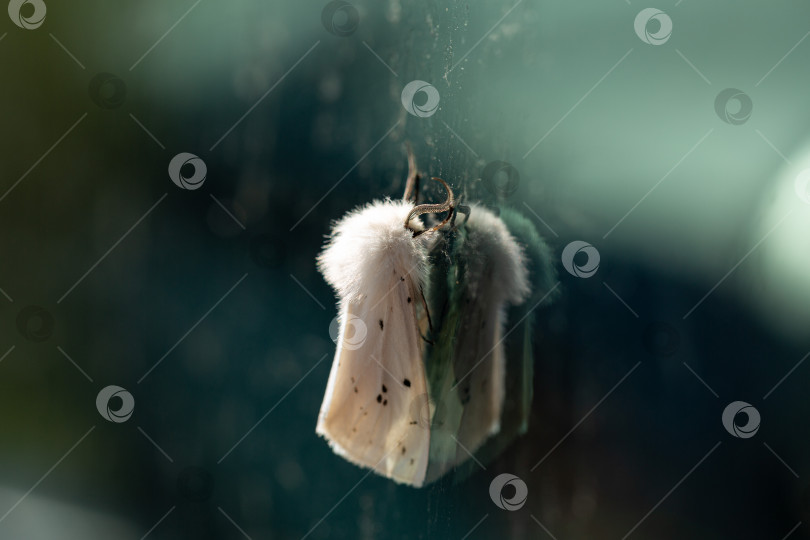 Скачать Spilosoma lubricipeda, белый пушистый мотылек, Макро-бабочка, летающее насекомое фотосток Ozero