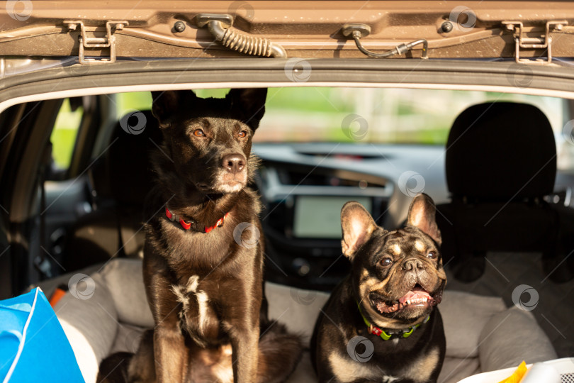 Скачать Собаки в багажнике автомобиля, путешествие с домашним животным, автомобильный туризм фотосток Ozero