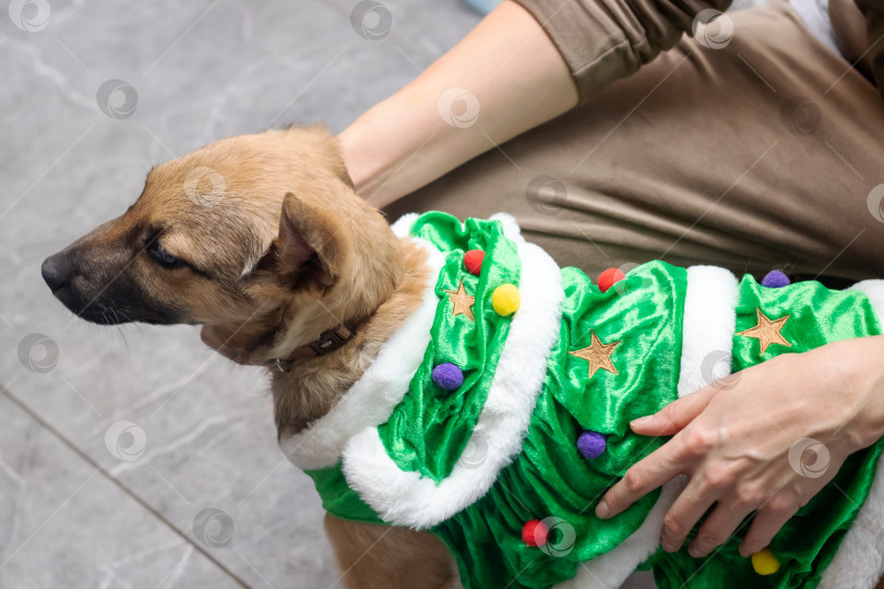 Скачать Собака в новогоднем костюме дома фотосток Ozero
