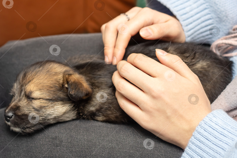 Скачать Коричневый щенок на руках у женщины фотосток Ozero