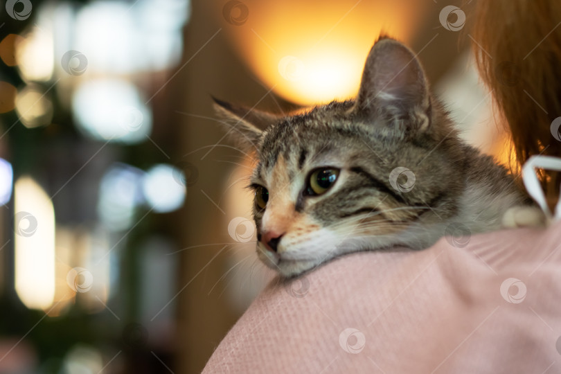 Скачать Серый котенок на плече женщины крупным планом фотосток Ozero