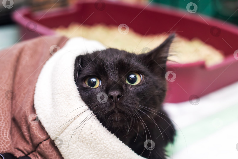 Скачать Черный пушистый котенок с желтыми глазами крупным планом фотосток Ozero