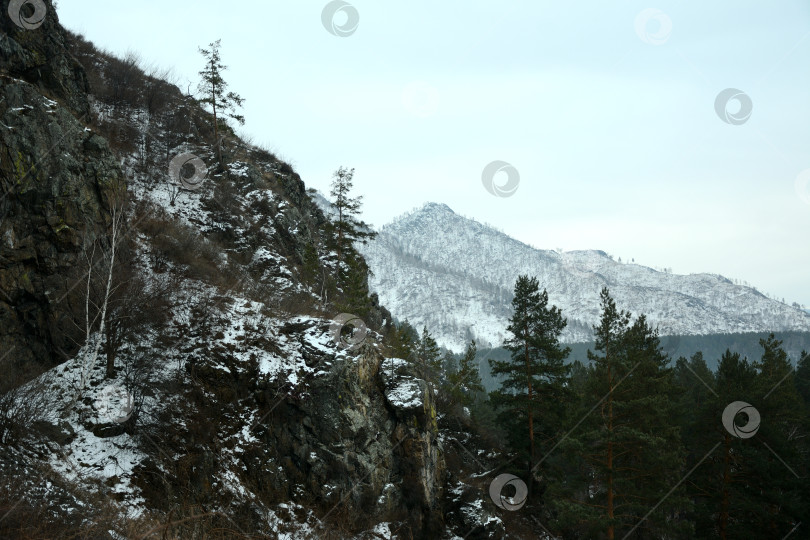 Скачать Заснеженный скалистый склон высокой горы с редкими хвойными деревьями, с видом на красивую долину в горах в пасмурный зимний день. фотосток Ozero