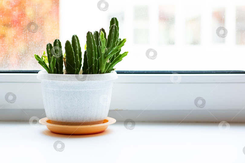 Скачать Зеленое растение в горшке на белом подоконнике фотосток Ozero