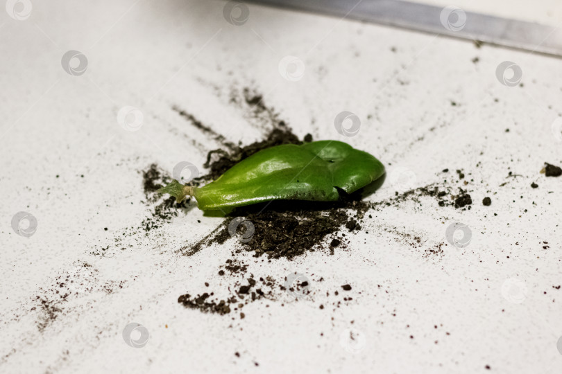 Скачать Оторванный лист домашнего растения лежит в земле фотосток Ozero