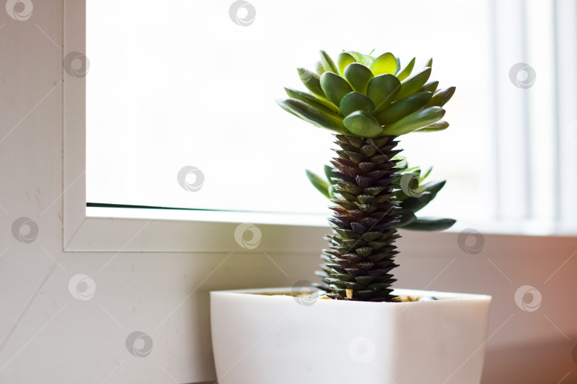 Скачать Декоративное домашнее растение на подоконнике крупным планом фотосток Ozero