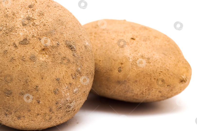 Скачать Две сырые свежие картофелины, выделенные на белом фоне фотосток Ozero