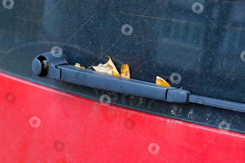 Скачать Желтые листья на заднем стекле автомобиля фотосток Ozero