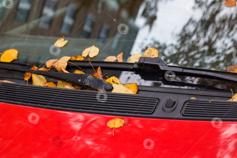 Скачать Желтые листья на красном лобовом стекле автомобиля фотосток Ozero