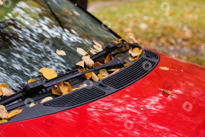 Скачать Желтые листья на красном лобовом стекле автомобиля фотосток Ozero