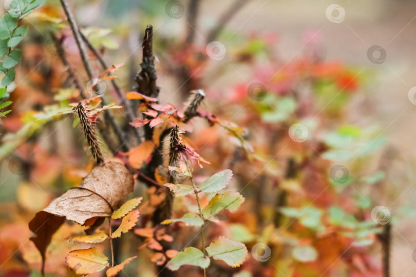 Скачать Желтые листья на ветке куста шиповника фотосток Ozero