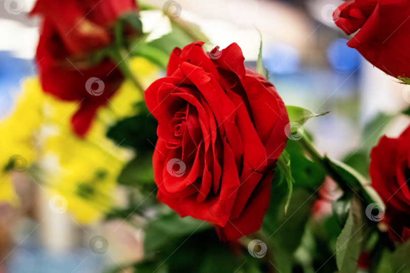 Скачать Бутон красной розы и зеленые листья крупным планом фотосток Ozero