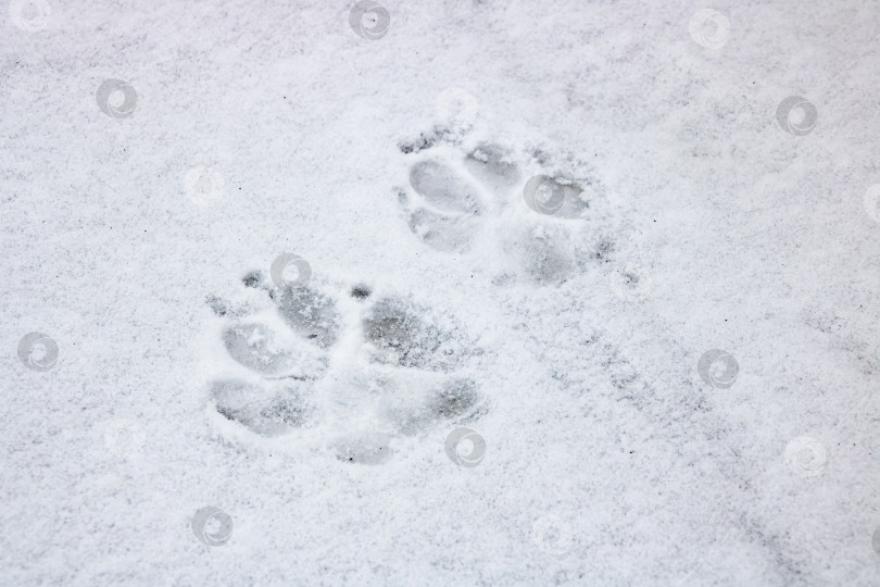 Скачать Два собачьих следа на снегу крупным планом фотосток Ozero