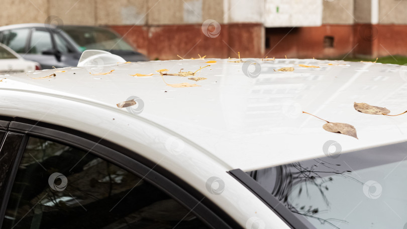 Скачать Желтые листья на крыше белого автомобиля фотосток Ozero