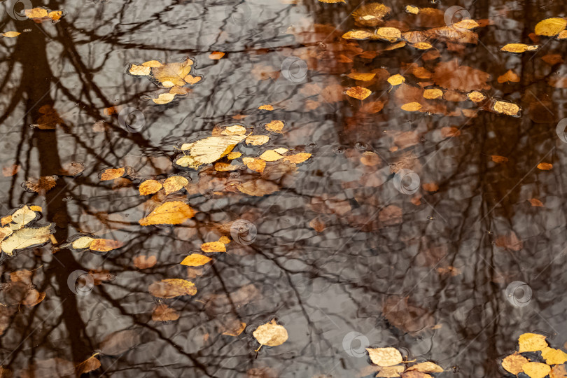 Скачать Желтые осенние листья в луже крупным планом фотосток Ozero
