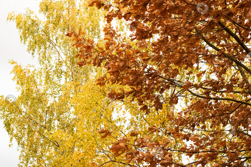 Скачать Желтые листья на ветвях деревьев крупным планом фотосток Ozero