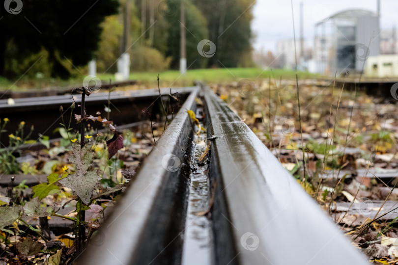 Скачать Железнодорожные рельсы среди травы и желтых листьев фотосток Ozero