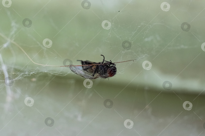 Скачать Мертвая черная муха в паутине крупным планом фотосток Ozero