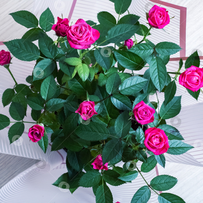 Скачать Розовые бутоны роз распускаются среди зеленых листьев фотосток Ozero