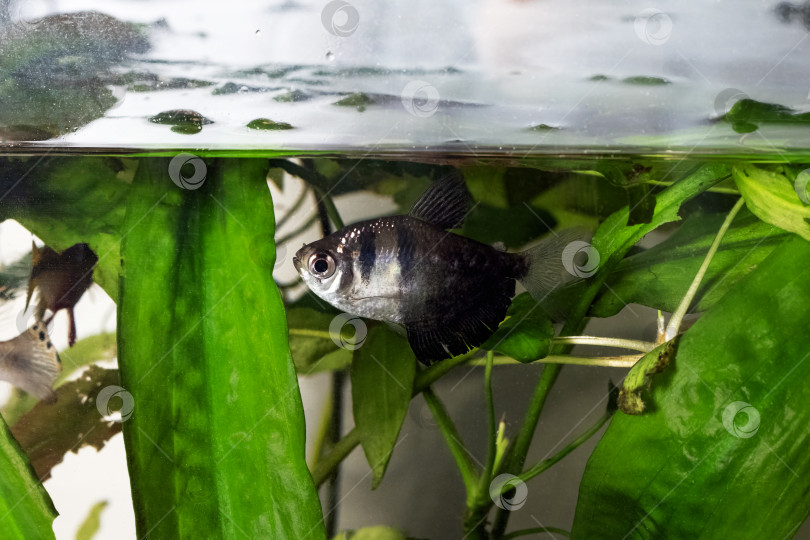 Скачать Серая рыбка в аквариуме среди водорослей крупным планом фотосток Ozero