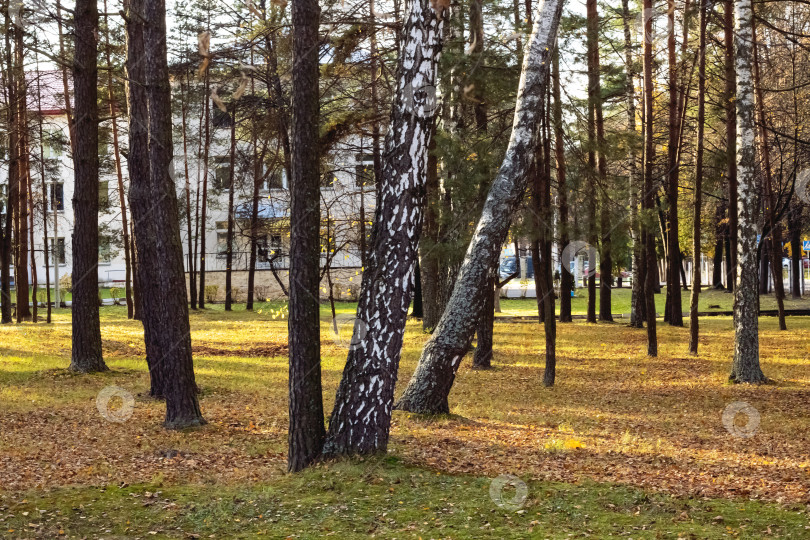 Скачать Деревья и желтые листья в осеннем парке фотосток Ozero