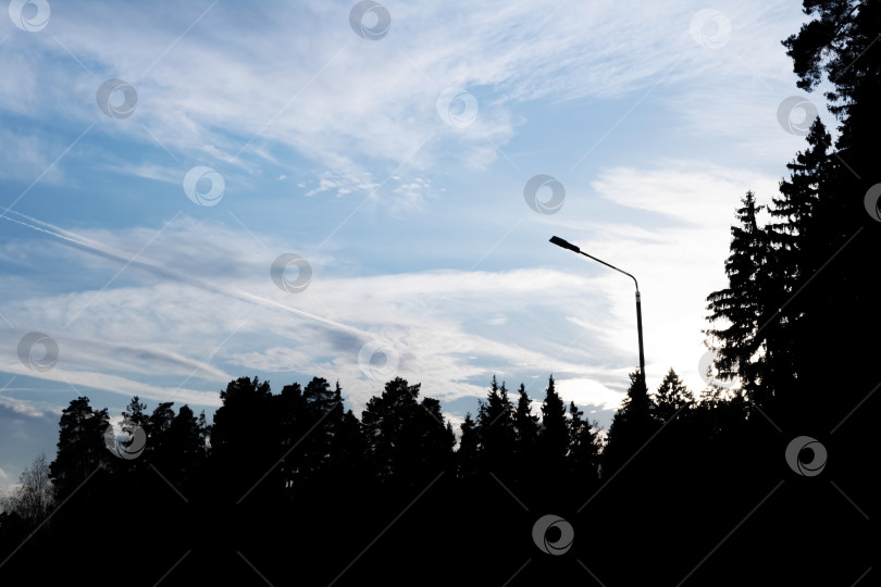 Скачать Силуэты деревьев и голубое небо со следом самолета фотосток Ozero