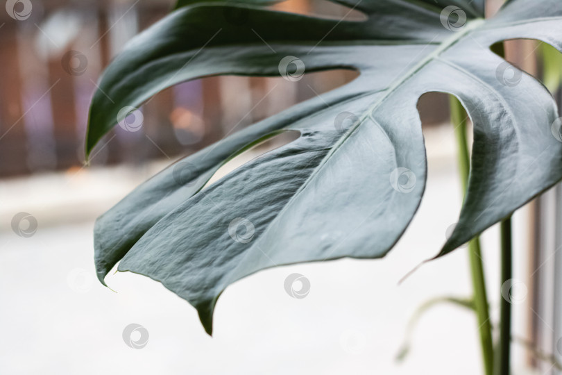 Скачать Крупный зеленый лист домашнего растения крупным планом фотосток Ozero